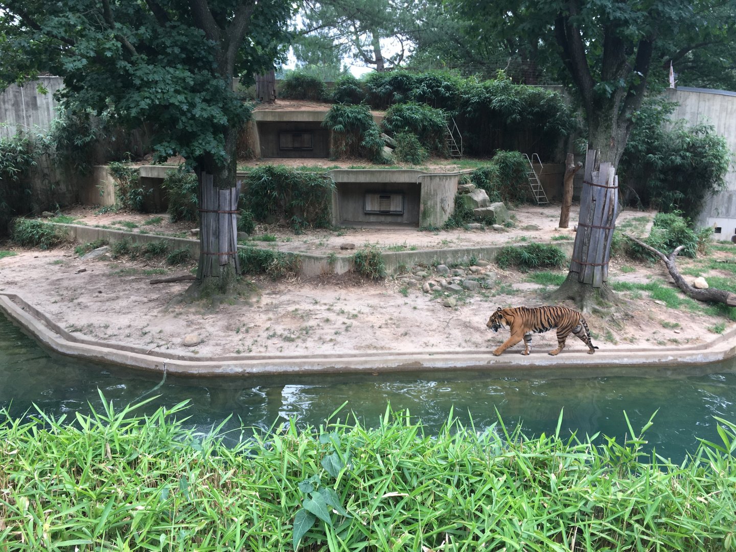 Smithsonian Bengal tiger exhibit