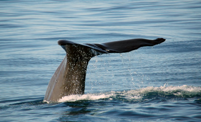 sperm whale fluke