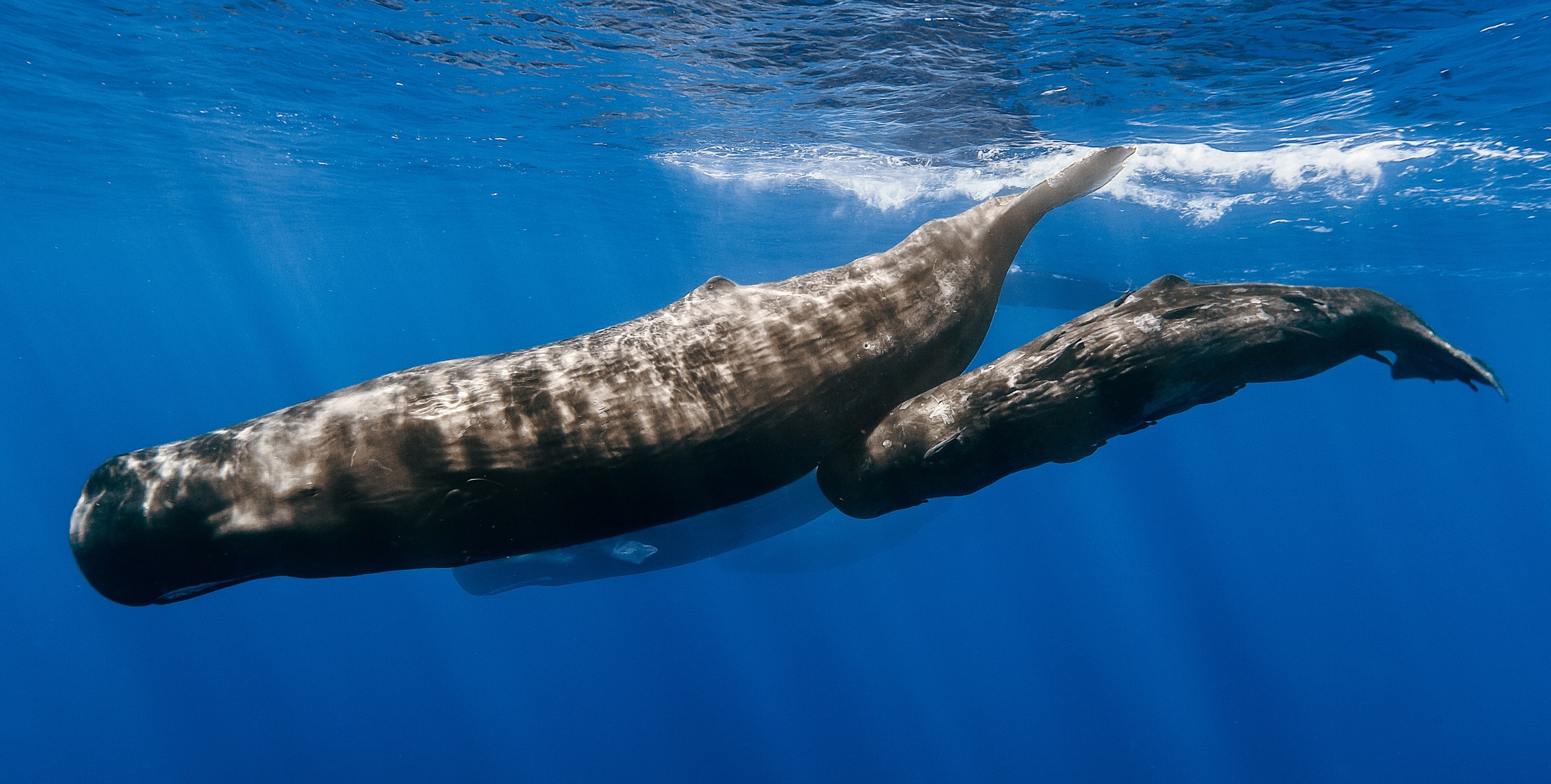 Whale Language The Dividing Line Between Human And Animal Has Been Blurred Again As AI ...