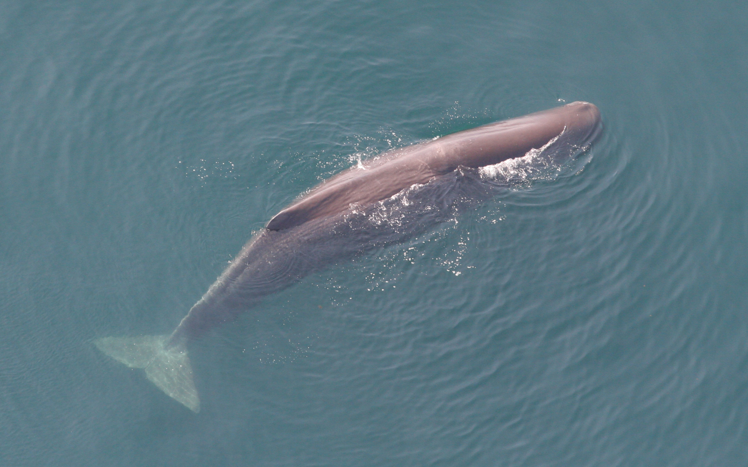 Sperm_whale_Tim_Cole_NMFS_crop