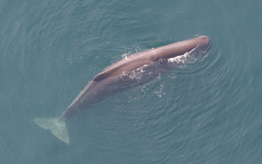 Sperm_whale_Tim_Cole_NMFS_crop