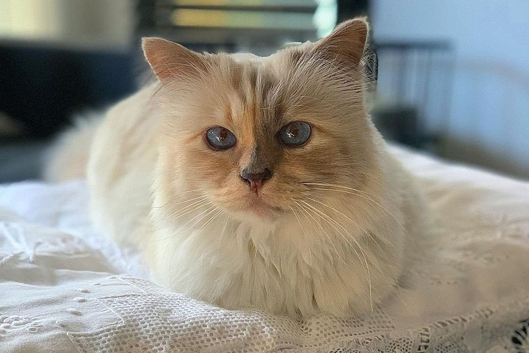 Other Toms Throw Shade At Buddy In Latest Episode of The Bachelorette:&nbsp;Choupette