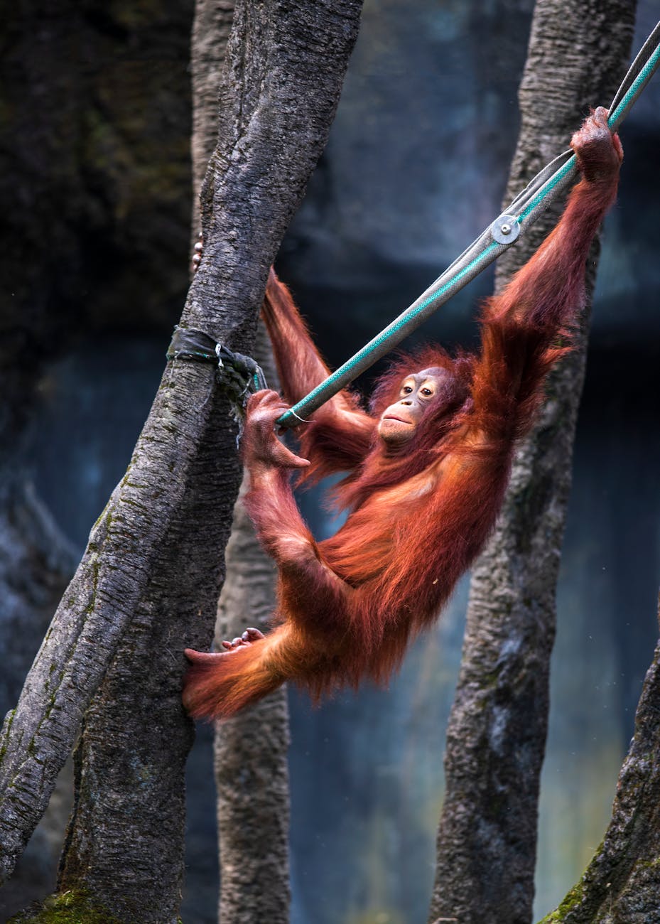 orangutan on tree