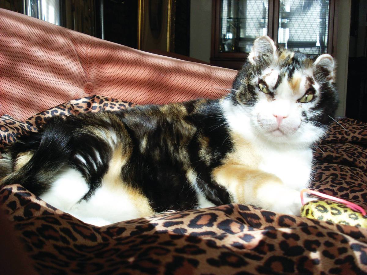 Scarlett The Cat Walked Through Flames Five Times To Save Her&nbsp;Kittens