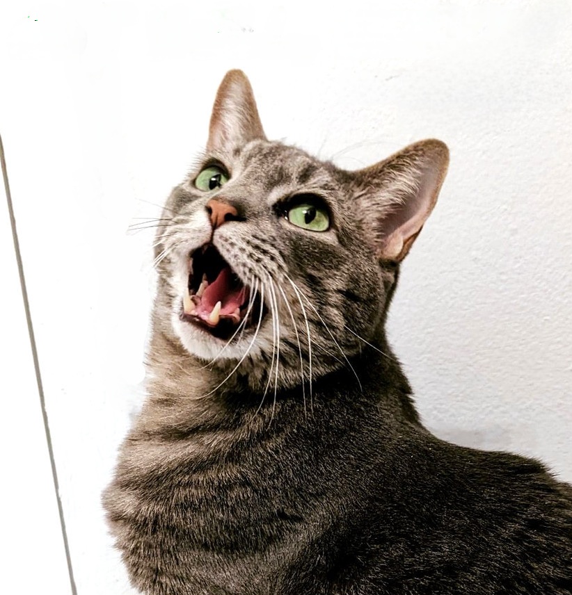 Buddy Issues Sanctions Against Human In Diplomatic Row Over Meal&nbsp;Variety