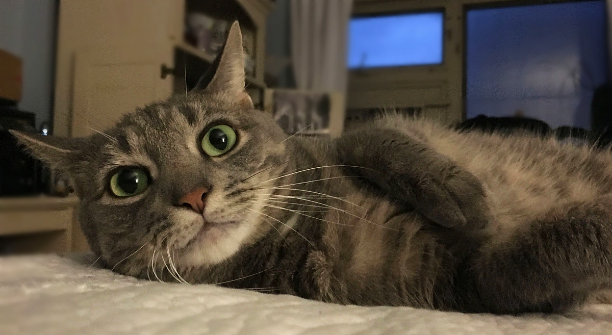 How Do I Make My Cat Like&nbsp;Me?