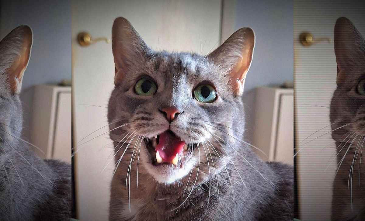 Buddy Scores Meowscular Victory Over Vakuum, That Infernal&nbsp;Machine