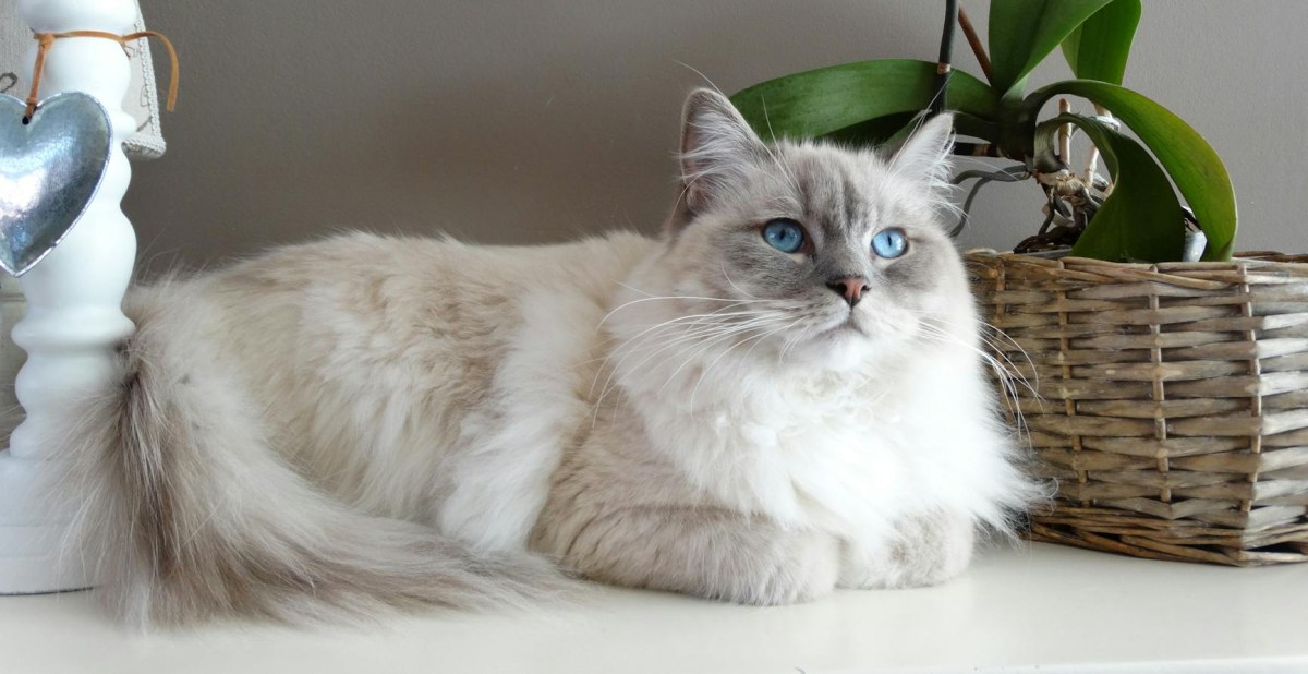 The First Edition Of Webster’s Dictionary From 1828 Says Cats Are ‘Deceitful’ And ‘Extremely Spiteful’