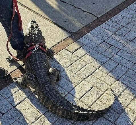 Emotional support alligator