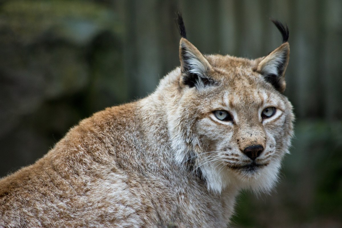 ‘Best Video Of A Lynx We’ve Ever Captured’: Wild Cat Shows Off For&nbsp;Camera