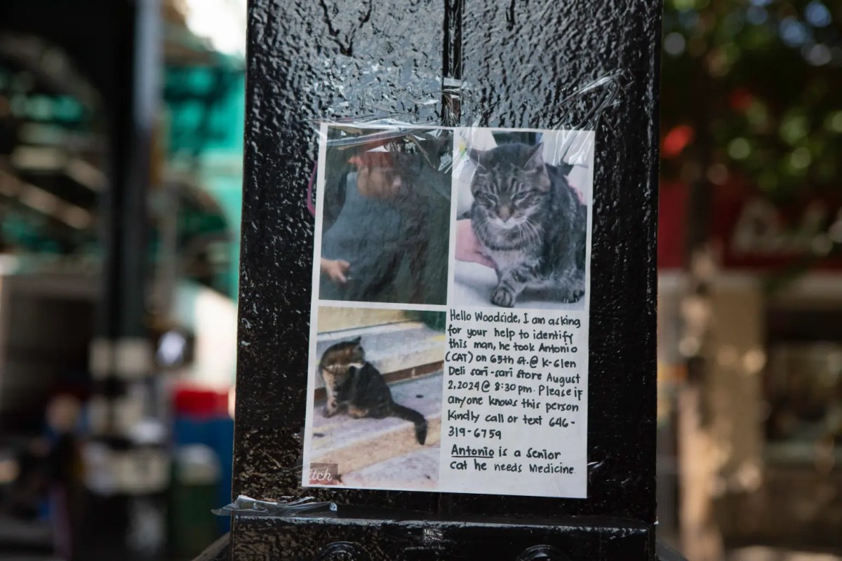 Man Takes Beloved Bodega Cat: ‘He Stole A Precious Thing In This Community’