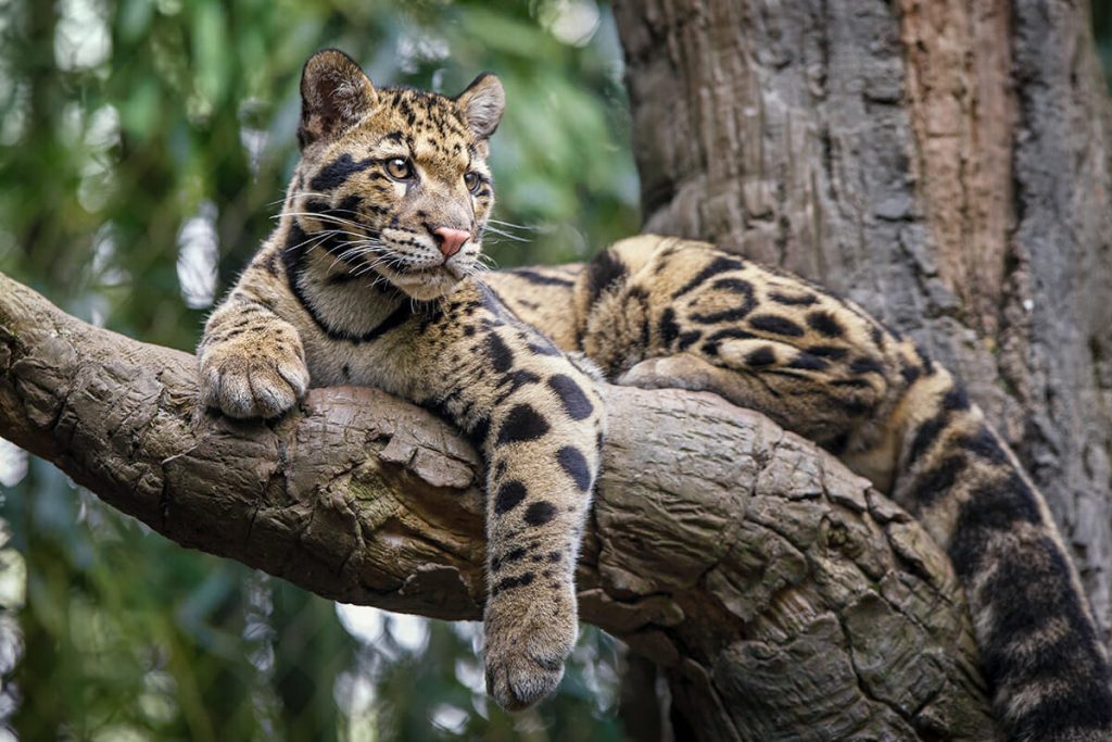 Amazing Cats: The Sunda Clouded&nbsp;Leopard