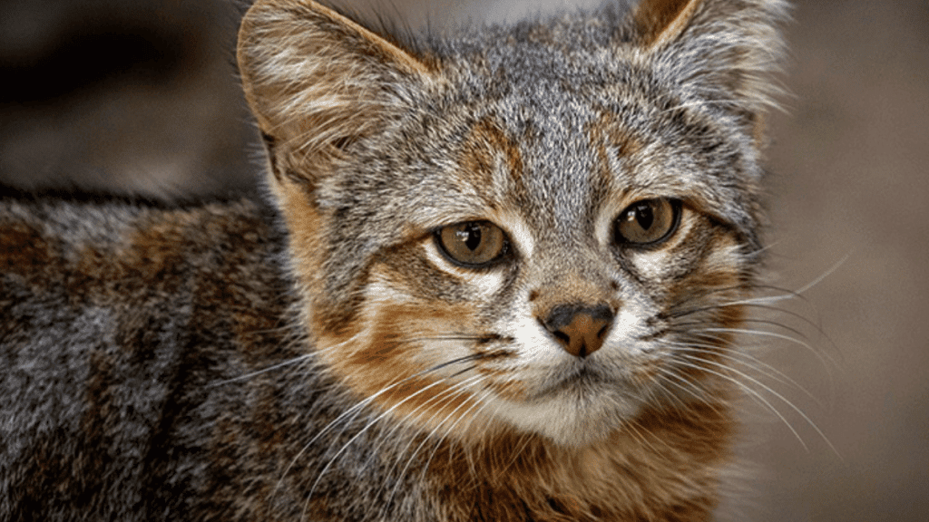Amazing Cats: The Adorable Colocolo, Feline Of The&nbsp;Pampas
