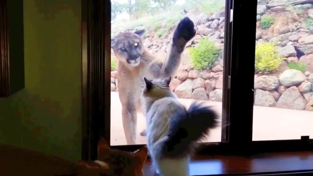 Like, OMG! This Kitty And Puma Are Totes&nbsp;Besties!