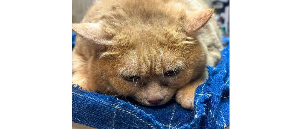 Rescued Cat Gorged On Cookies Till He Was ‘Too Fat To Walk,’ Now He’s On A&nbsp;Diet