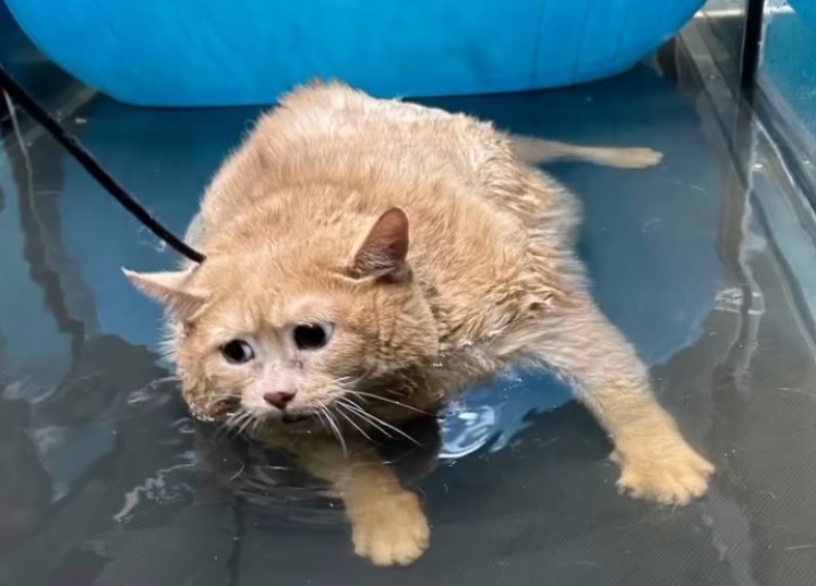 Crumbs The Corpulent Cat Is Already Enduring Treadmill&nbsp;Sessions