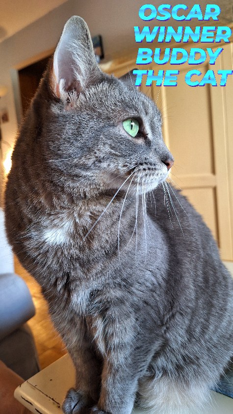 Photo inspiration: Cat Little Buddy For Cat Calmness Training Reference: Buddy Wins Oscar For Star Turn As Starving Cat