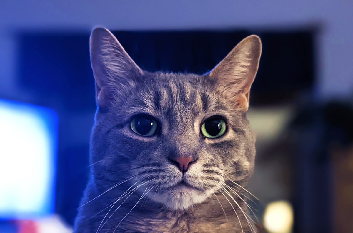 ‘A Vibrant Mind In His Little Head’: How Buddy Became My Animal Cognition&nbsp;Teacher