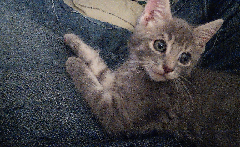 Critics Heap Praise On PITB, The Web’s Greatest Cat&nbsp;Blog