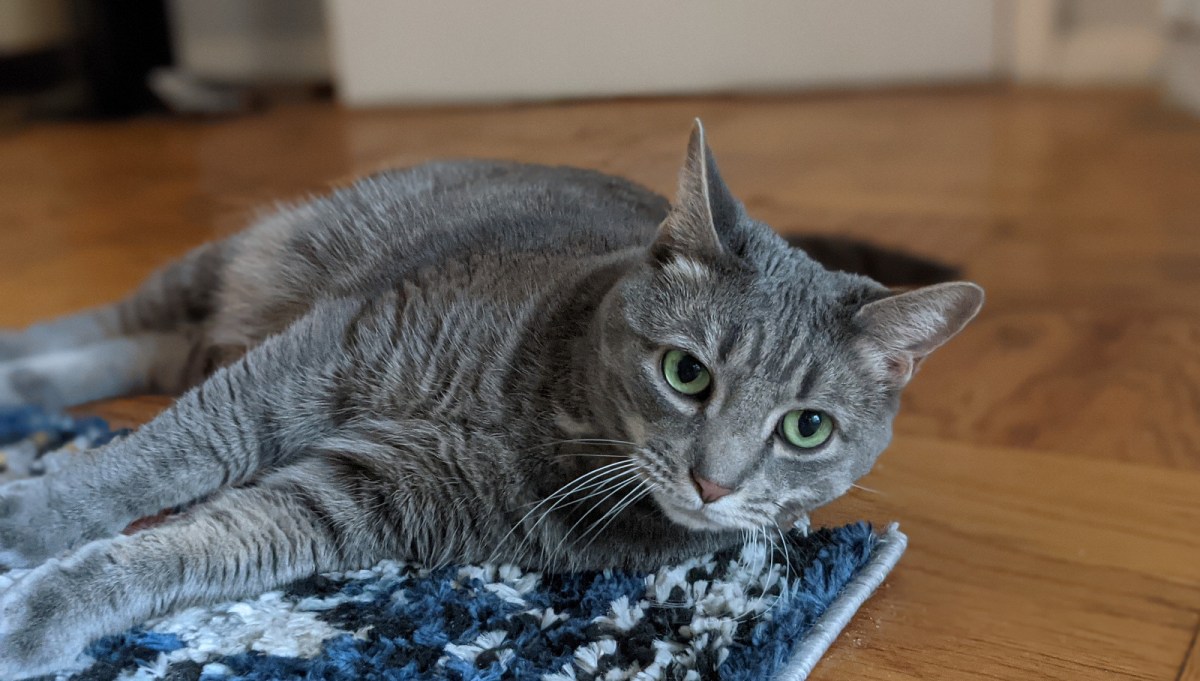 Buddy The Cat: Recommend Some Good Cat Toys,&nbsp;Humans!