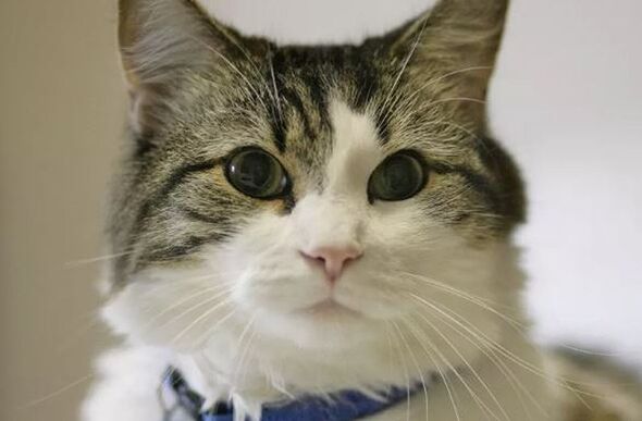 Oscar The Cat Reminds Us Animals Sense Entire Worlds To Which Humans Are&nbsp;Oblivious