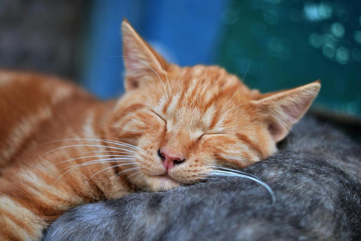 San Diego Siestas Edge Detroit Dozers In New Feline Competitive Napping&nbsp;League
