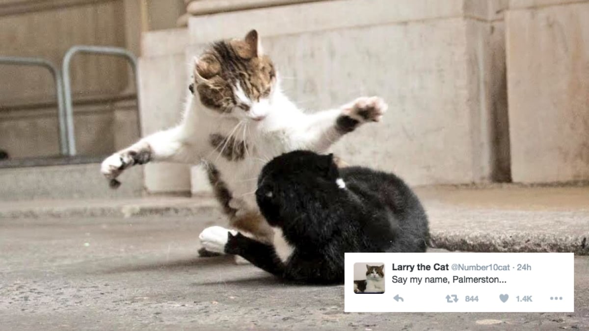 London Under Siege As Pro-Palmerston Forces Seek To Overthrow Larry The&nbsp;Cat