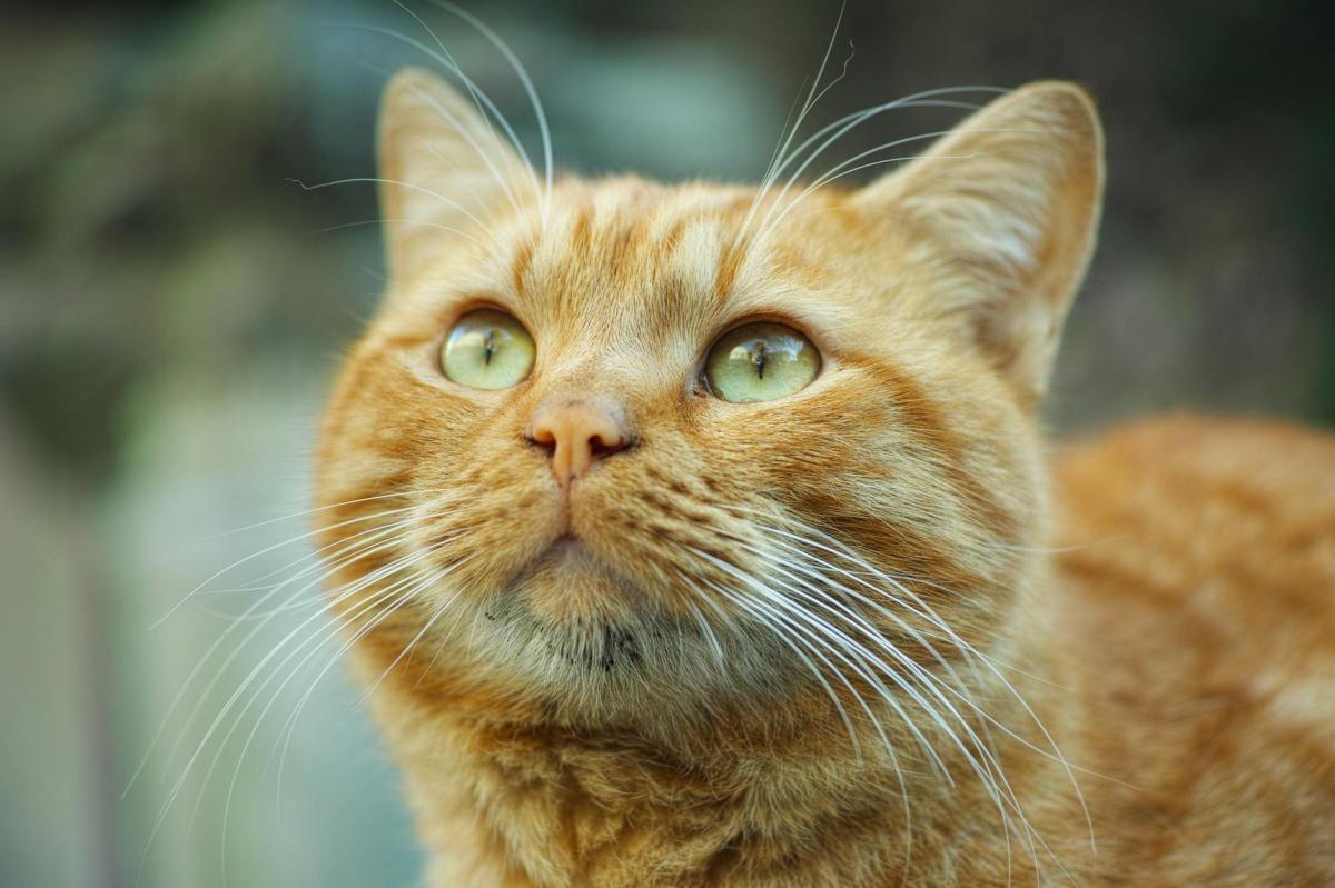 Scientists Finally Figure Out Why Some Cats Are Orange, PLUS: Are Street Cats Really ‘Taking&nbsp;Over?’