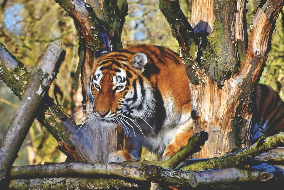 Tigers Make A Triumphant Return To Russia’s Far East, Bringing Hope To The Species’&nbsp;Future