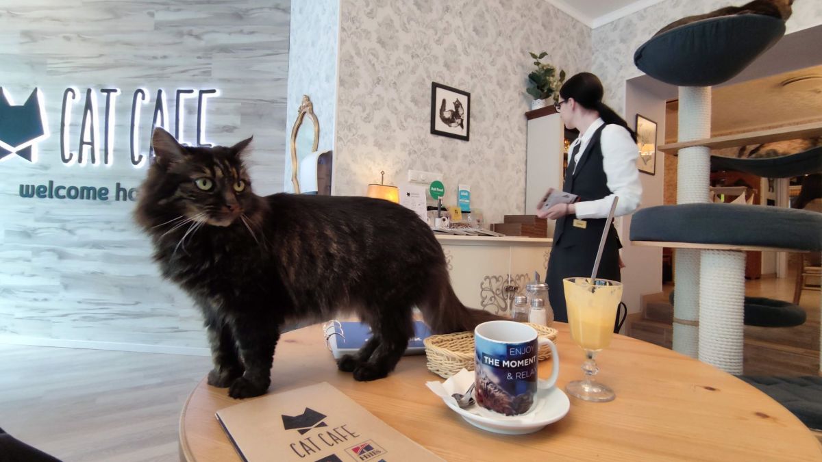 Vet’s Urgent Warning Over Laser Toys, Plus: US Now Has 200+ Cat&nbsp;Cafes