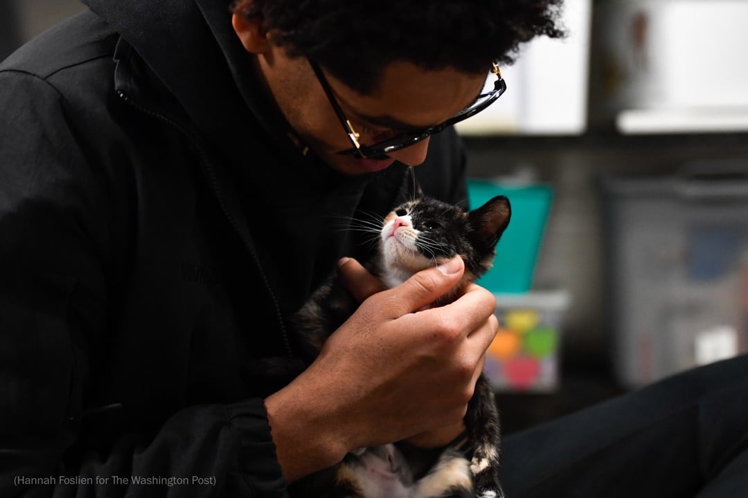 ‘They’re A Really Dope Companion’: Jordan Poole Is The NBA’s Most Doting Cat&nbsp;Dad