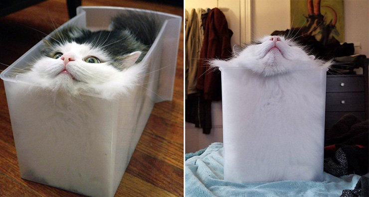 Are Cats Really Liquid? Yes, Says Physicist Who Specializes In Fluid&nbsp;Dynamics