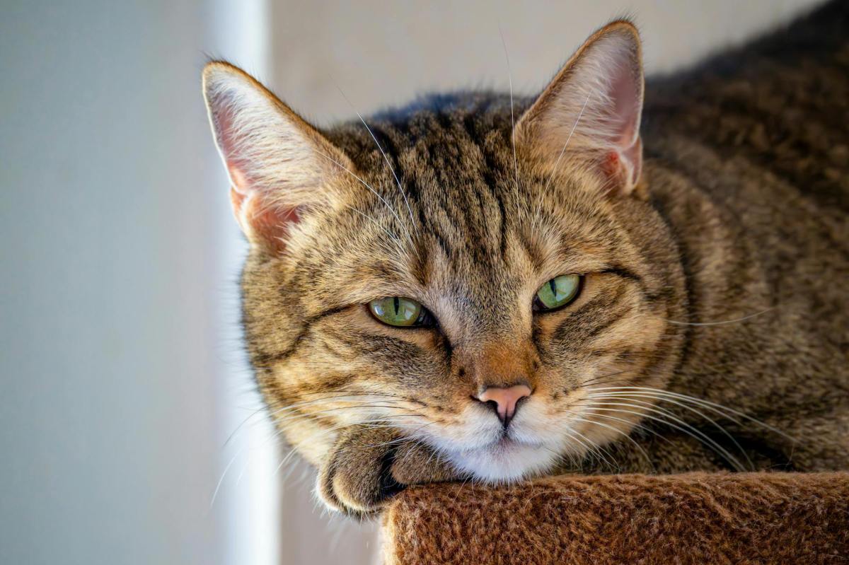 Study: Cats Use Facial Expressions To Reassure Each Other Everything’s Cool During Play&nbsp;Time