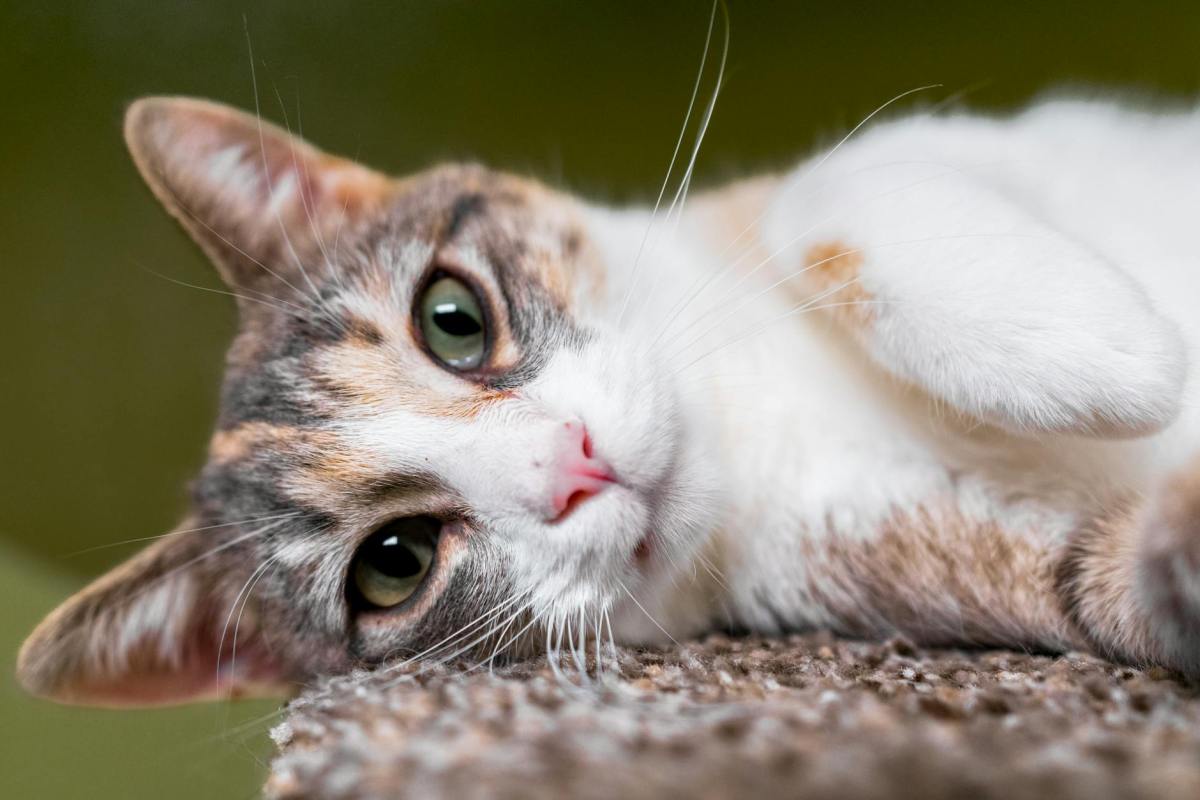 Massachusetts Becomes 3rd State To Ban&nbsp;Declawing