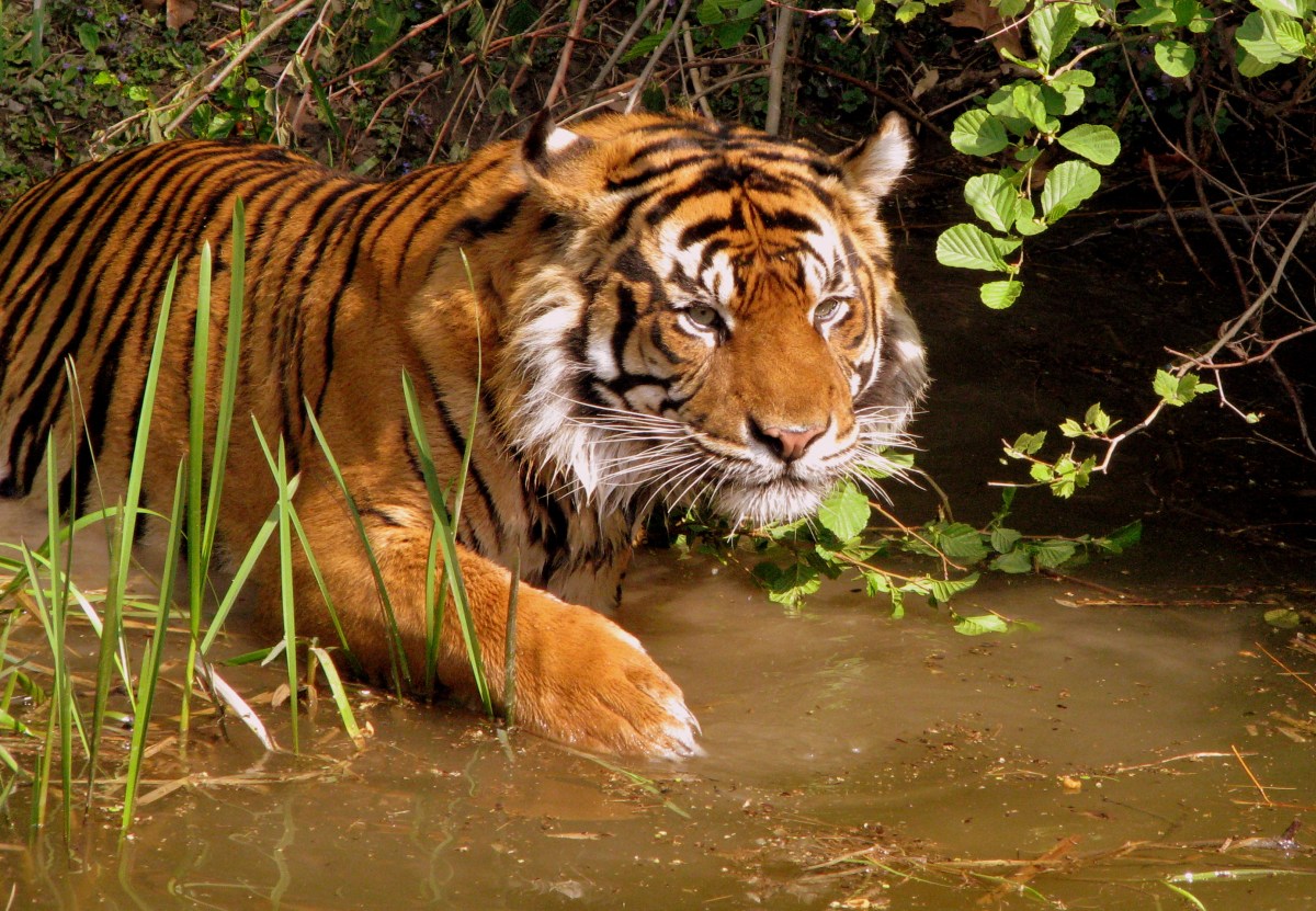 The Cost Of Living With Tigers: People In Rural India Hide Indoors As Foresters Track 2 Hungry Big&nbsp;Cats