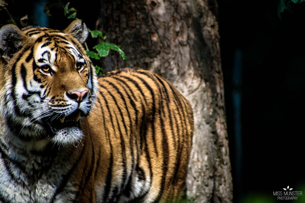 Rangers In India Race To Capture Man-Eating Tiger Before Mobs Kill&nbsp;It