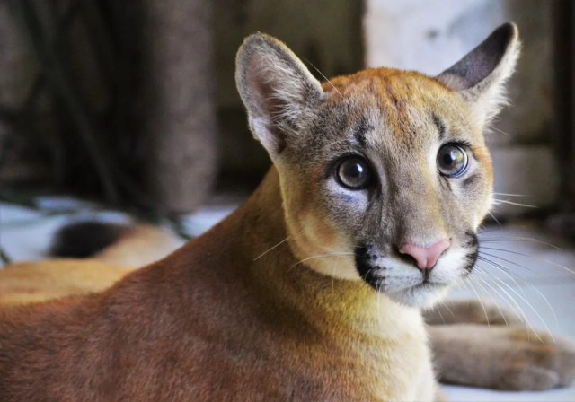 puma concolor puma blanche avec tigre