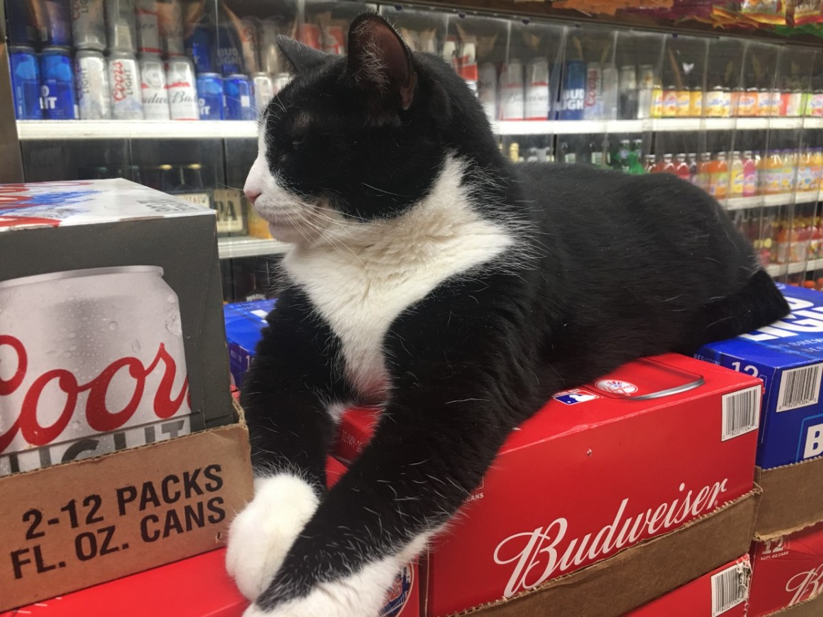 Petition Aims To Make NYC Bodega Cats Official, Help Pay For Their Vet&nbsp;Care