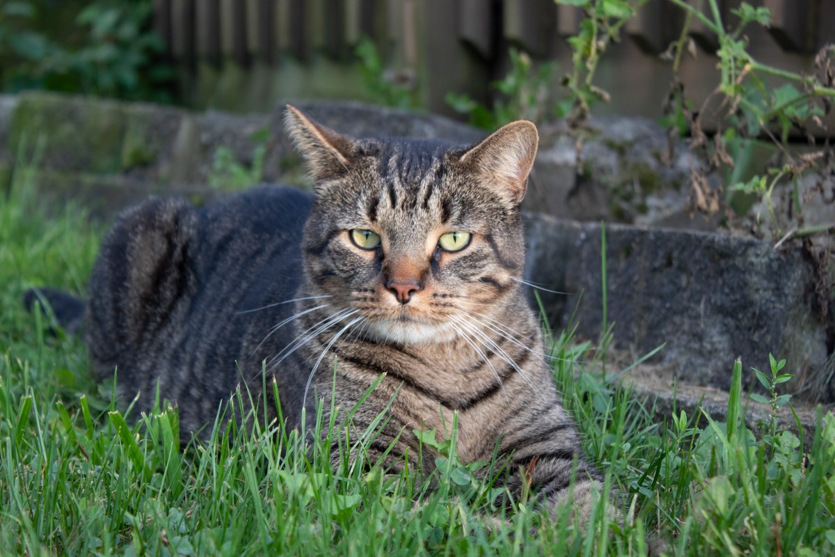 Is Scotland Really Considering A Ban On Pet Cats To Protect&nbsp;Wildlife?