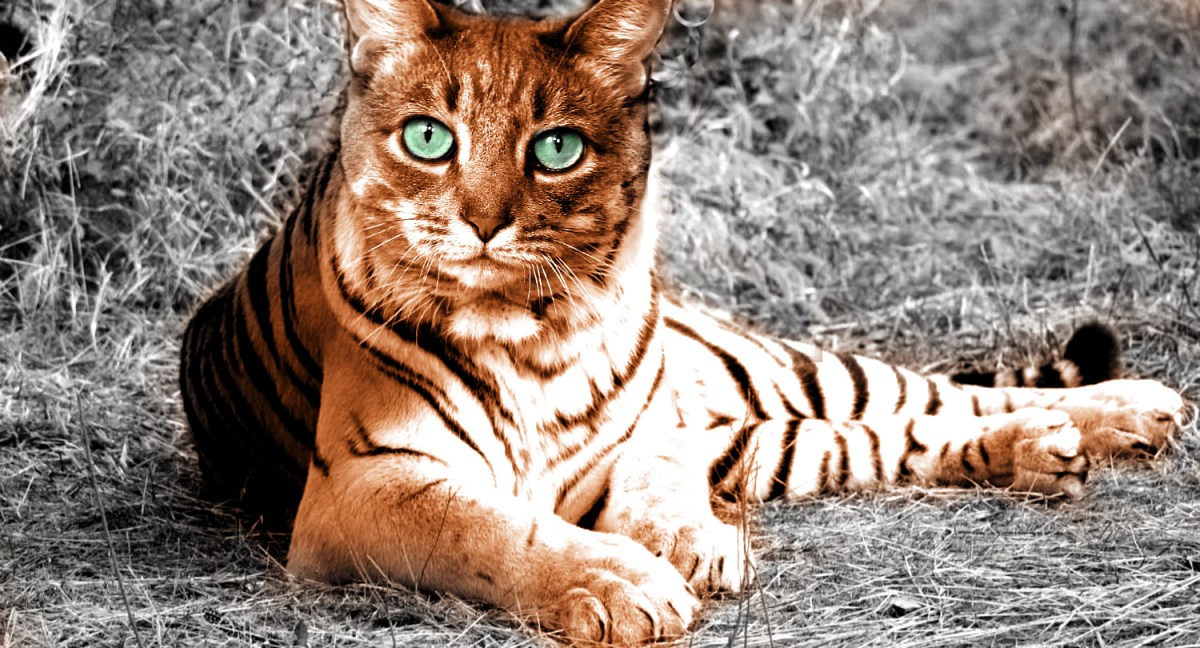 Wordless Wednesday: The Buddinese&nbsp;Tiger