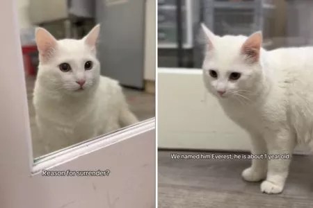 People Like This Should Be Banned From Having&nbsp;Pets