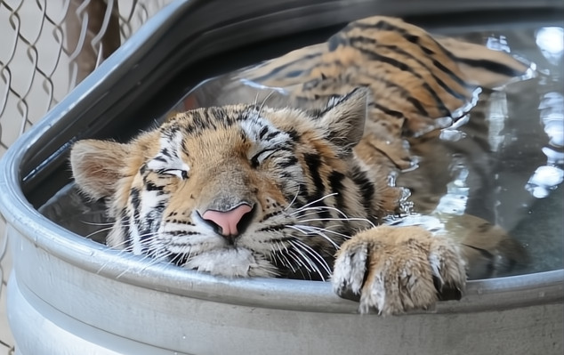 Wordless Wednesday: Awesome Photos Of Tigers&nbsp;Swimming!