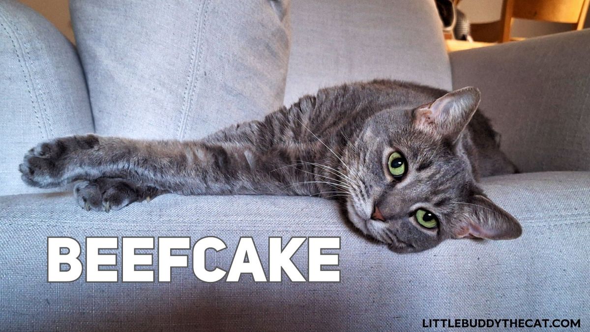 Wordless Wednesday: A Very Handsome&nbsp;Cat!