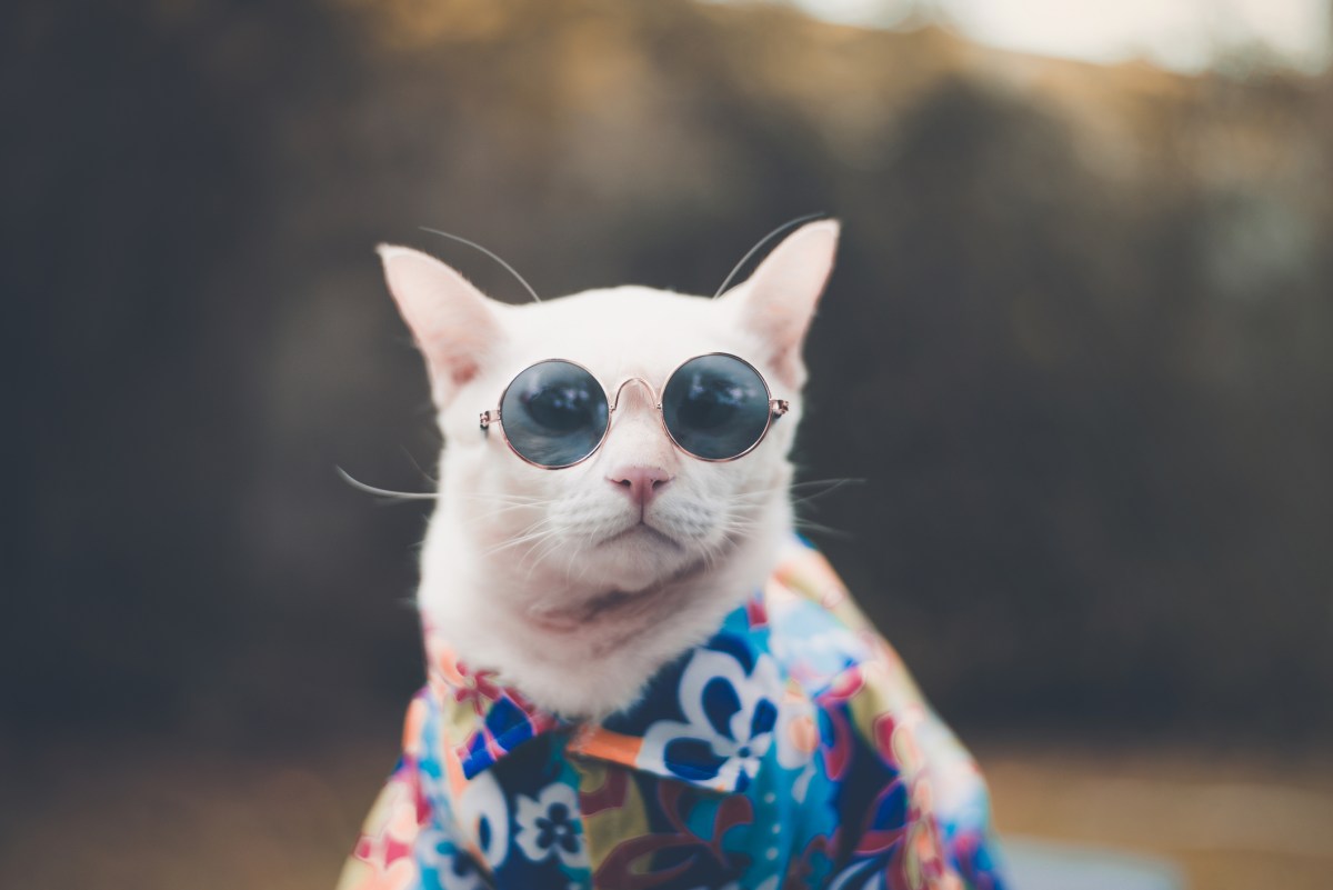 ‘Petfluencers’ Make Their Cats Wear Clothes, Plus: Why A New Coat Color Has&nbsp;Emerged