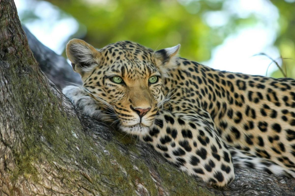 Buddy Visits Leopards, Finds Himself On The&nbsp;Menu