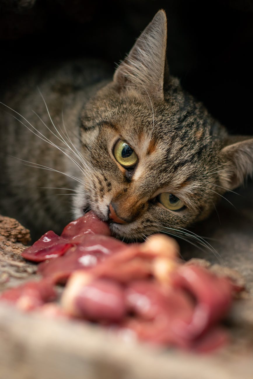 ‘Swift And Lethal’: Cats Have No Defense Against Bird Flu, And It Keeps Showing Up In Their&nbsp;Food