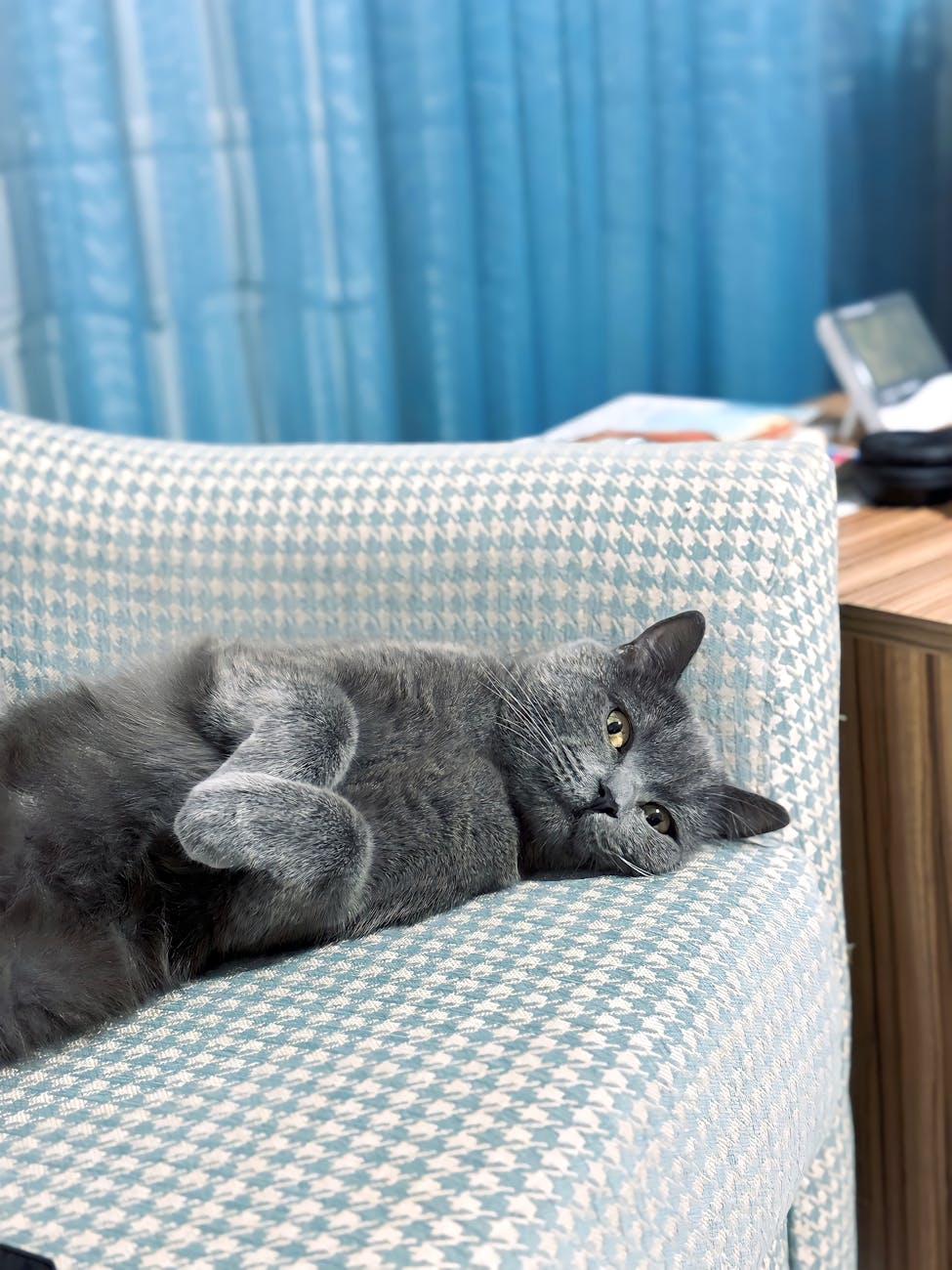 ‘Relax, It’s Just A Cat’ Guest Says After Shoving Kitty Off&nbsp;Couch