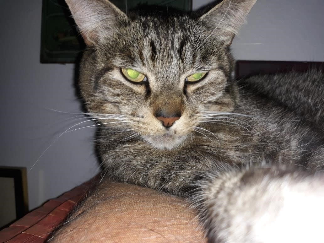 A Cruel, Emotionally Manipulative New Scam Targets Cat&nbsp;Owners