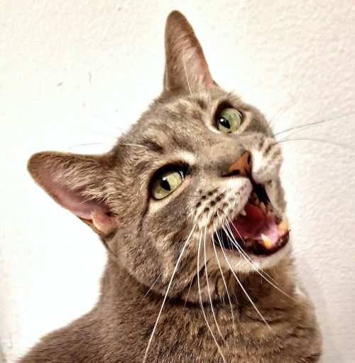 Buddy — Er, Budhotep — Is Apparently Descended From Royal Pharaonic&nbsp;Felines