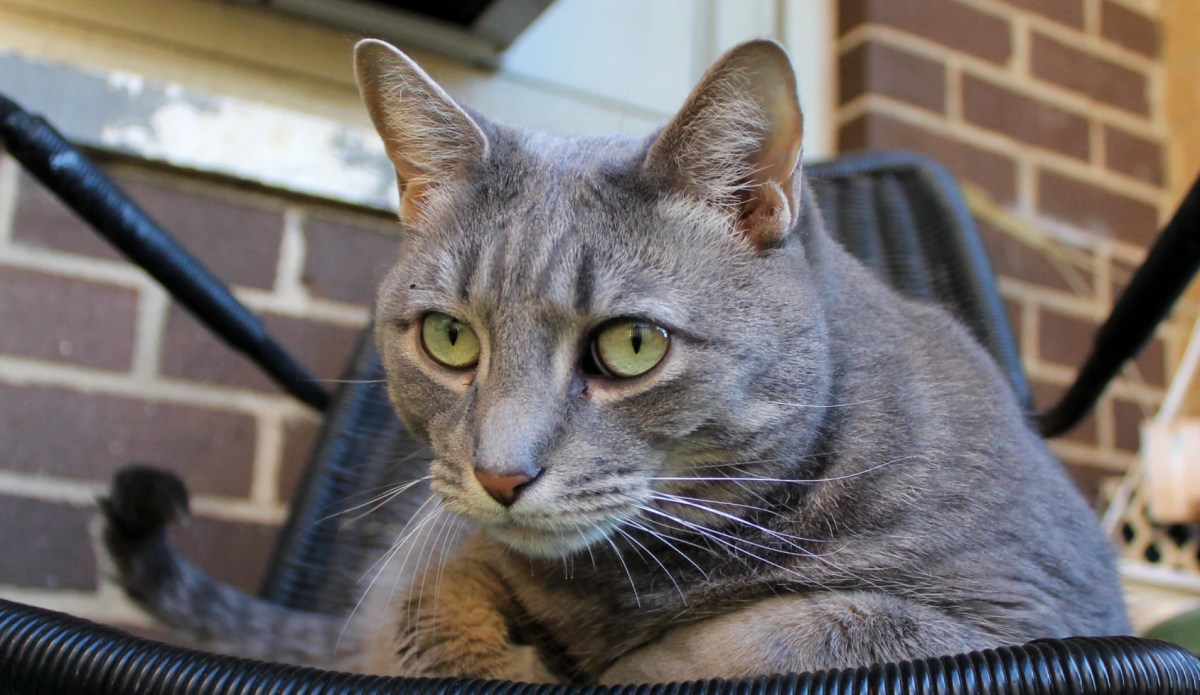 Does The Budster Love&nbsp;Me?